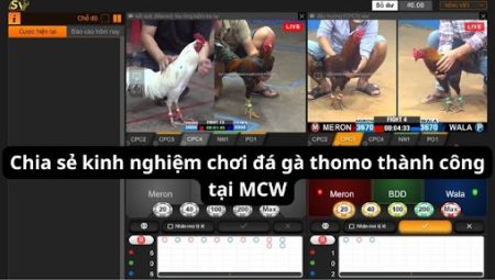 Khám Phá Thế Giới Độc Đáo Của Đá Gà Thomo Tại MCW